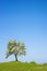 Blooming apple tree with a blue sky