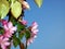 Blooming apple tree branch against blue