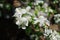 Blooming Apple tree branch in spring