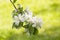 Blooming apple tree, branch with white loaves with delicate thin beautiful flowers of apple with leaves stamens