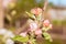Blooming apple tree with buds. Springtime background. Flowers of apple tree, close up. Spring garden landscape. Apple blossom.
