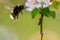 blooming apple tree, bumblebee picking pollen