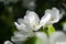 Blooming apple tree. Bumblebee on white flowers. Spring flowering. Pollen. Stamen.