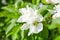 Blooming apple tree. Bumblebee on white flowers. Spring flowering. Pollen. Stamen.