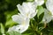 Blooming apple tree. Bumblebee on white flowers. Spring flowering. Pollen. Stamen.