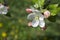 Blooming apple tree close-up with blur foreground