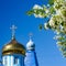 Blooming apple tree and the dome of the Orthodox Church. Blossoming apple tree branch against the background of blue clear sky