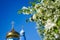 Blooming apple tree and the dome of the Orthodox Church. Blossoming apple tree branch against the background of blue clear sky