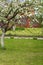 Blooming apple tree in the garden with fresh green grass, walkway and fence. Yard in sunny summer day. Vertical image