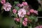 Blooming Apple tree in the garden Pink flowers in small clusters on a crab apple tree branch