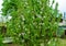 Blooming apple tree - green leaves of the tree and red and white flowers. Recently planted.