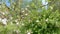 Blooming apple tree in may, white flowers. Flowering apple.