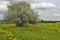 Blooming apple tree in the meadow among yellow flowers