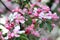 Blooming apple tree pink in macro