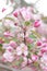 Blooming apple tree on spring. Flowering Crabapple in the park. Closeup of pink blossoming branches. Background with flowers in bl