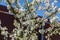 Blooming apple tree in spring in the garden against the background of a fence in the garden