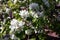 Blooming apple tree in a spring garden. Delicate beauty.