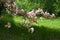 Blooming apple tree in spring. Malus Niedzwetzkyana. Branch with pink flowers on the background of green grass