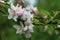 Blooming apple tree in spring. Pink and white flowers of fruit tree on green natural background. Flower season, floral background,