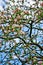 Blooming apple tree wallpaper / background