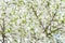 Blooming apple tree. White flowers apple tree background, selective soft focus. Space for text. Template for postcards
