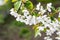 Blooming apple tree. White flowers of an apple tree on a branch, selective soft focus. Space for text. Template for postcards