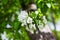 Blooming apple tree white flowers on green leaves blurred bokeh background close up, cherry blossom bunch macro, sunny spring