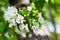 Blooming apple tree white flowers and green leaves on blurred bokeh background close up, cherry blossom bunch macro, sunny spring