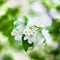 Blooming apple tree white flowers and green leaves on blurred bokeh background close up, cherry blossom bunch macro, sunny spring