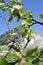 Blooming apple tree and the white mountain