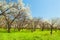 Blooming apple trees garden natural view