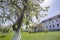 Blooming apple trees in monastery garden.