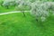 Blooming apple trees in orchard during springtime. aerial view