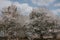 Blooming apple trees in the spring time