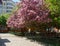 Blooming apple trees in the spring in the zoo park in Yekaterinburg