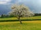 Blooming appletree in a buttercup meadow, stormine