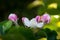 blooming appletree flower