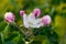 blooming appletree flower