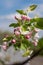 blooming appletree flower on a branch