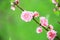 blooming Apricot blossoms,Almond blossoms with green background