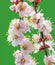 Blooming apricot branch on green background.  Symbol of life beginning and the awakening of nature