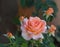 Blooming apricot orange and pink rose with five buds on blurred g background