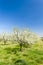 blooming apricot orchard