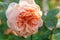 Blooming apricot rose in the garden on a sunny day. David Austin Rose Charles Austin