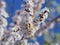 Blooming apricot tree bee on blureed background