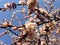 Blooming Apricot tree on the blue sky