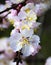 Blooming apricot twig. spring flowers