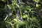 Blooming Arisarum in early spring