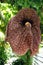 Blooming aristolochia