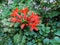 Blooming Arizona Honeysuckle